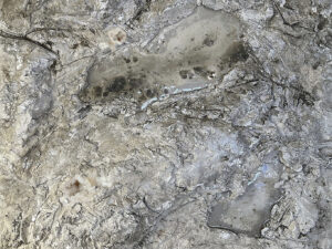 Volition-structure-of-dissent-No02-jennit