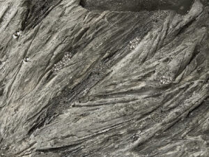 Volition-the-veined-resolve-No01-jennit