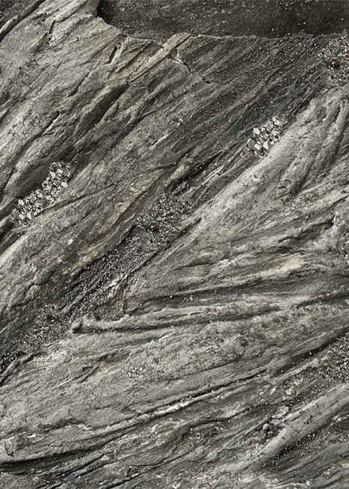 Volition-the-veined-resolve-No01-jennit